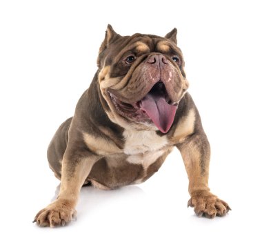 Studio Amerikan kabadayı