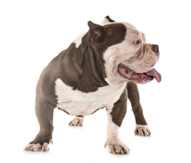 Studio Amerikan kabadayı