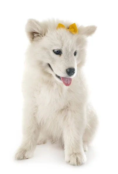 Puppy samoyed dog in studio — Stock Photo, Image