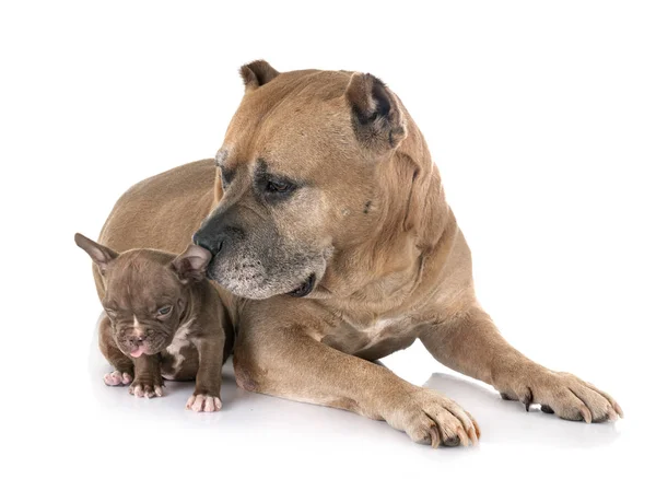 Oude Amerikaanse Staffordshire Terrier en puppy — Stockfoto