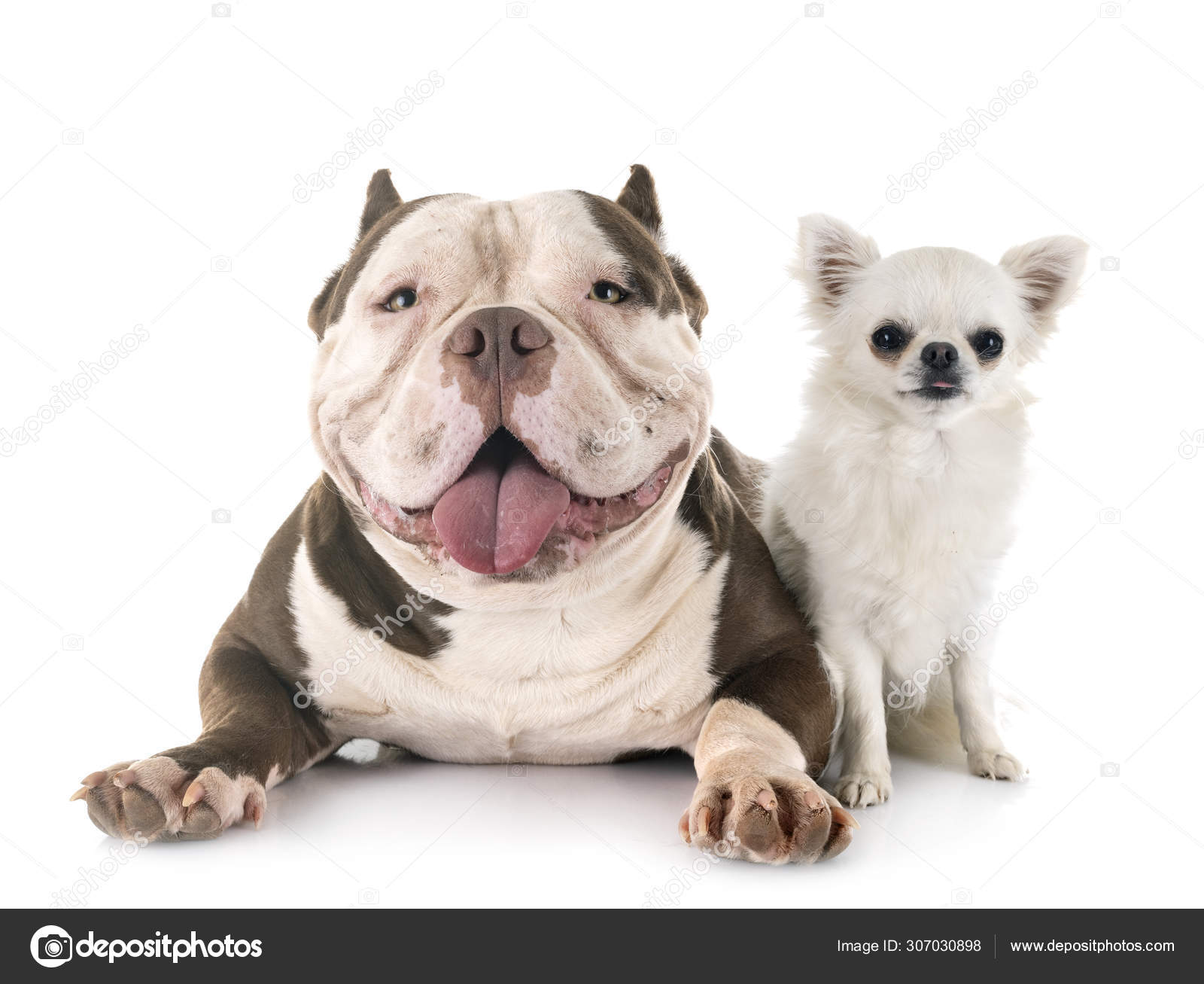 American bully and chihuahua — Stock Photo © cynoclub #307030898