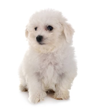 Bichon frise Studio