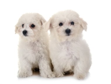 Bichon Frises stüdyoda