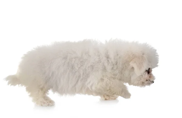 Bichon frise no estúdio — Fotografia de Stock