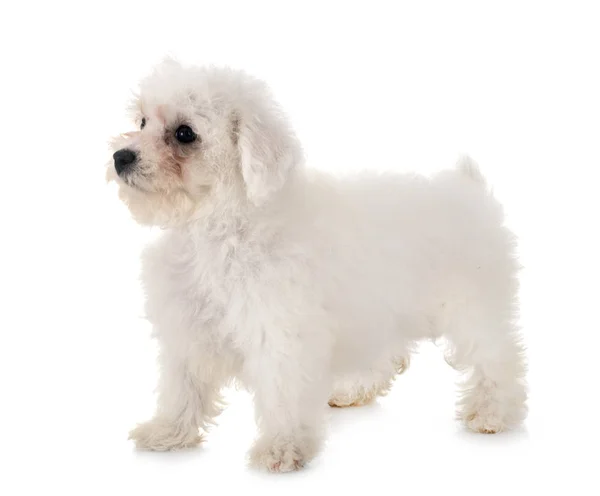 Bichon frise Studio — Stok fotoğraf