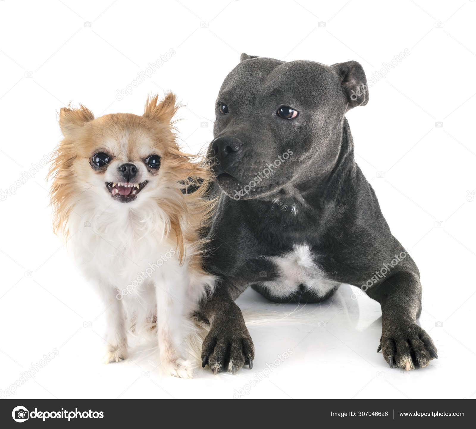 Staffordshire bull terrier and chihuahua — Stock Photo © cynoclub