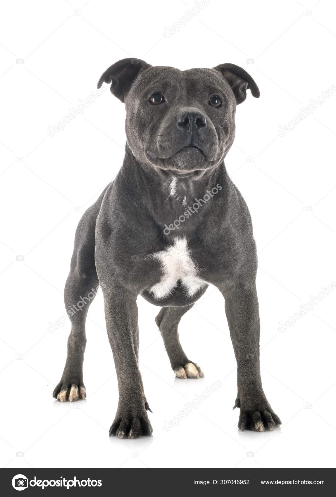 Engelsk stafford bull best sale terrier