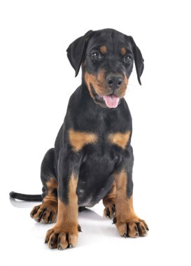  köpek doberman Pinscher 
