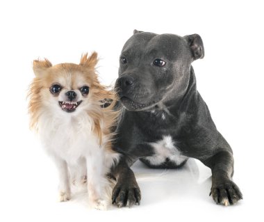 Staffordshire boğa korkunç ve chihuahua
