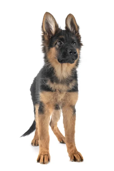 Puppy german shepherd — Stock Photo, Image