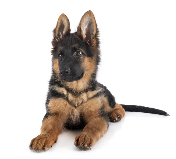 Cachorro pastor alemán — Foto de Stock