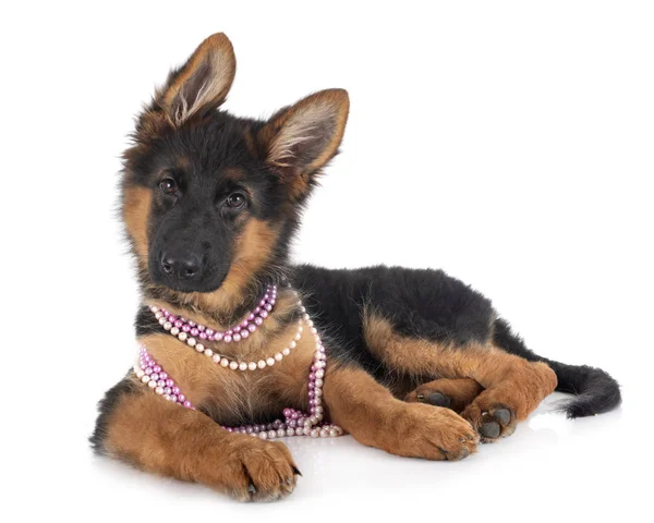 Welpe Deutscher Schäferhund — Stockfoto