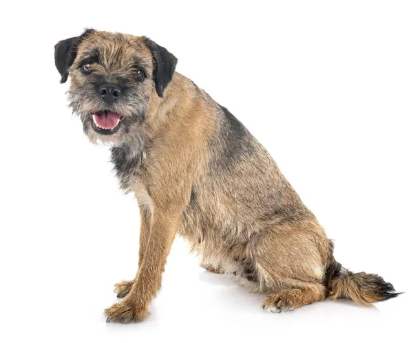 Junger Border Terrier — Stockfoto