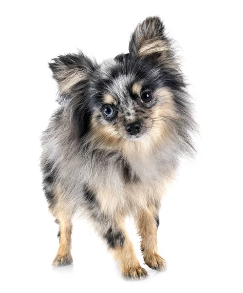 Young pomeranian in studio — Stock Photo, Image