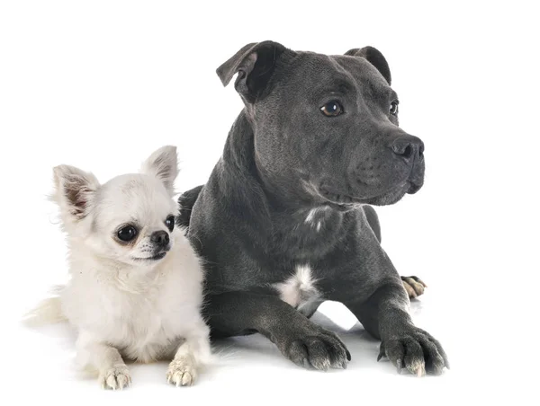 Terrier touro staffordshire e chihuahua — Fotografia de Stock