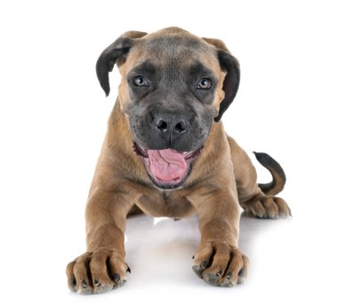 yavru cane corso
