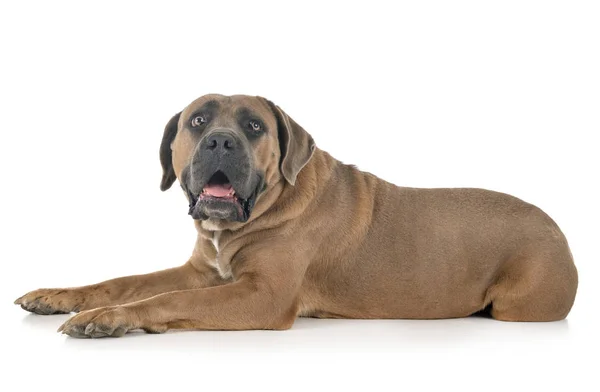 Volwassen Cane Corso — Stockfoto