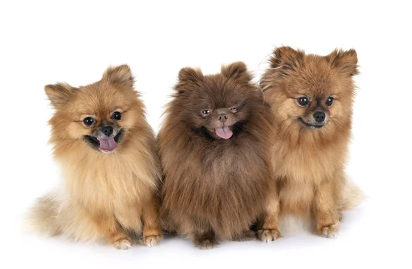 Pomeranians i studio — Stockfoto