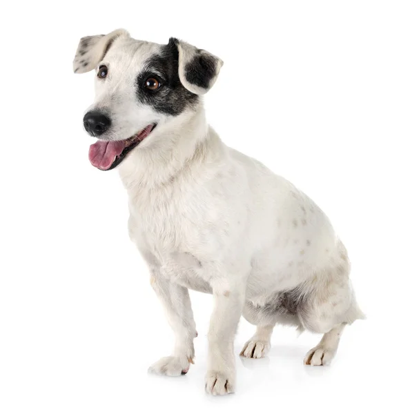 Jack russel terrier — Stock Photo, Image