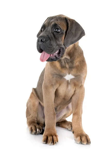 Szczeniak cane corso — Zdjęcie stockowe