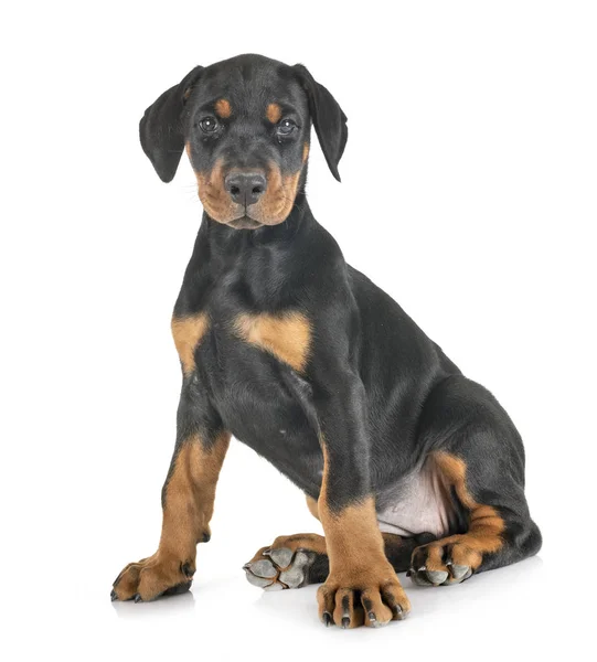 Szczeniak Doberman Pinscher — Zdjęcie stockowe