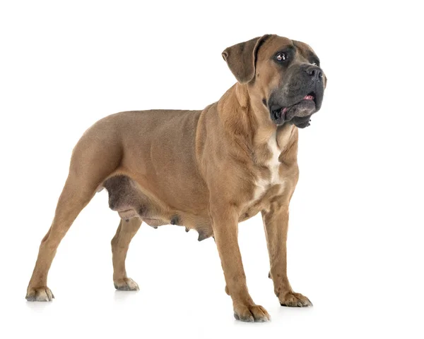 Volwassen Cane Corso — Stockfoto