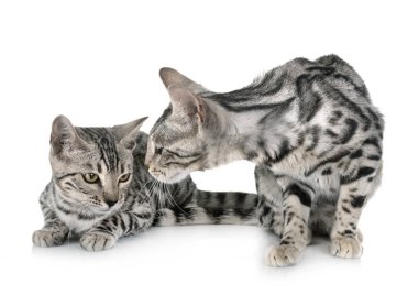 Bengal Cats Studio