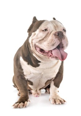 Studio Amerikan kabadayı