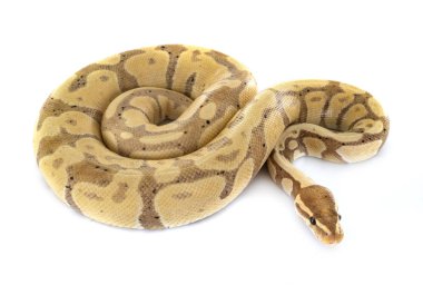 Stüdyoda Ball python
