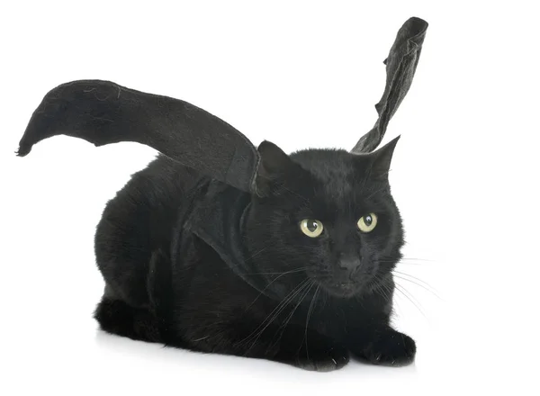 Chauve Souris Chat Devant Fond Blanc Image Libre De Droit Par Cynoclub C Chauve Souris Chat Devant Fond Blanc Image Libre De Droit Par Cynoclub C