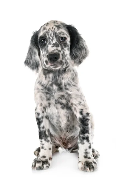 Yavru İngiliz Setter — Stok fotoğraf