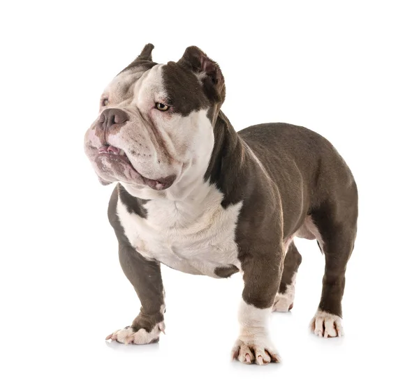 American bully in studio — Stock Photo, Image