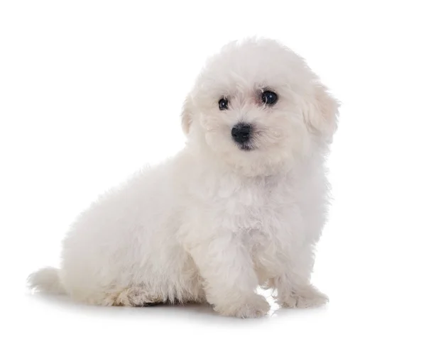 Bichon frise im studio — Stockfoto