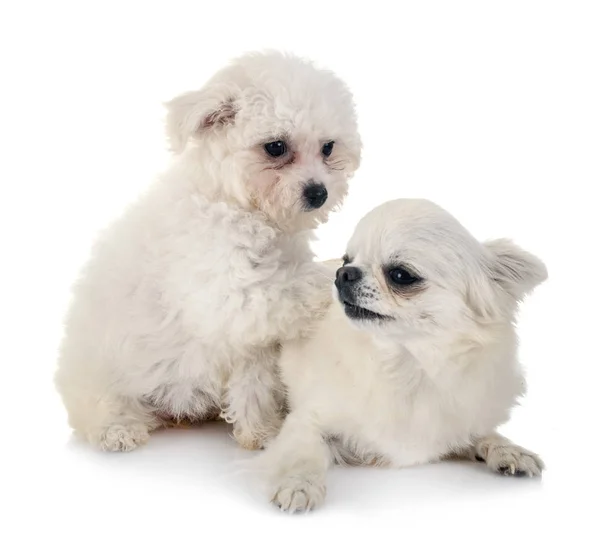 Bichon frise y chihuahua — Foto de Stock