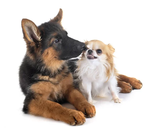 Welpe Deutscher Schäferhund und Chihuahua — Stockfoto