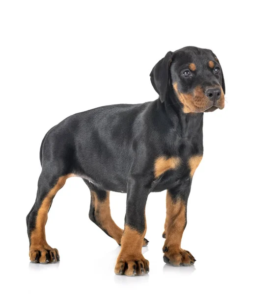 Szczeniak Doberman Pinscher — Zdjęcie stockowe