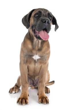 yavru cane corso