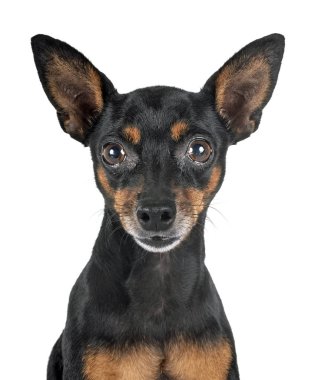 stüdyoda minyatür pinscher
