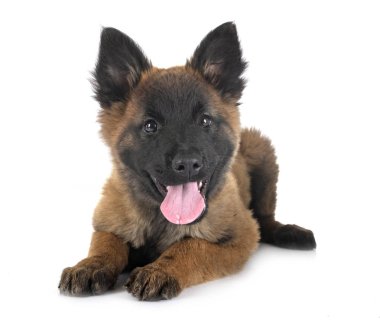 stüdyoda köpek tervueren köpek