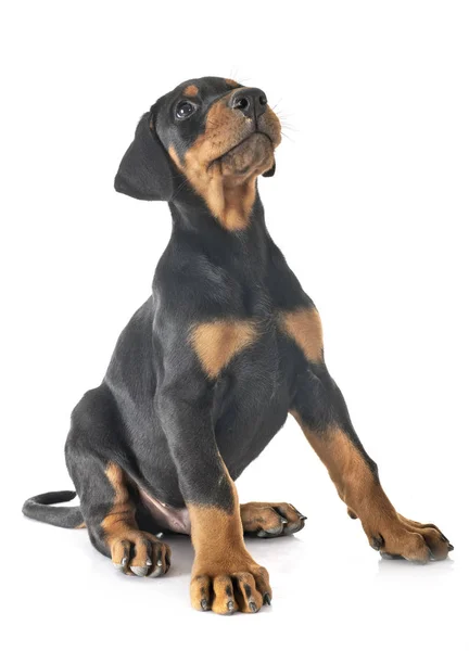 Štěně Doberman Pinscher — Stock fotografie