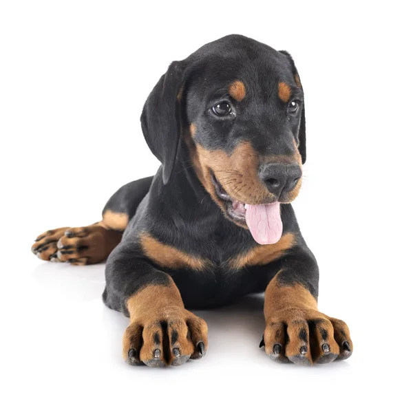 Köpek doberman Pinscher — Stok fotoğraf