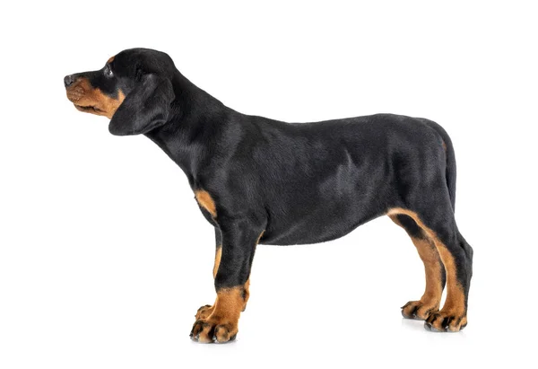 Štěně Doberman Pinscher — Stock fotografie