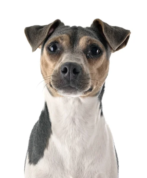 Terrier brasileño en estudio — Foto de Stock