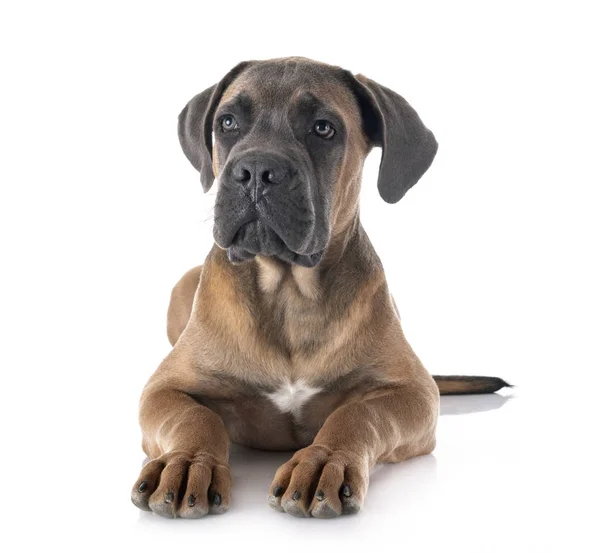 Puppy cane corso — Stockfoto