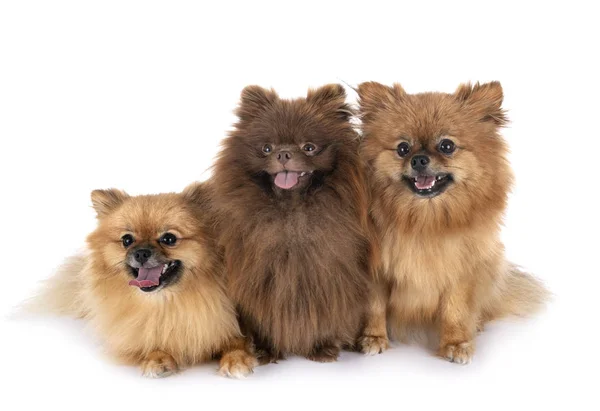 Pomeranianos en estudio — Foto de Stock