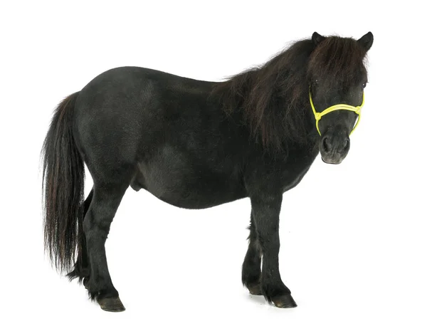Miniatűr ló a stúdióban — Stock Fotó