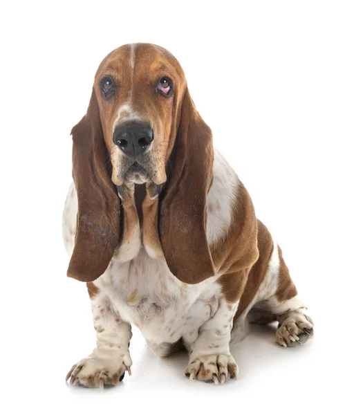 Basset hound in studio — Stock Photo, Image