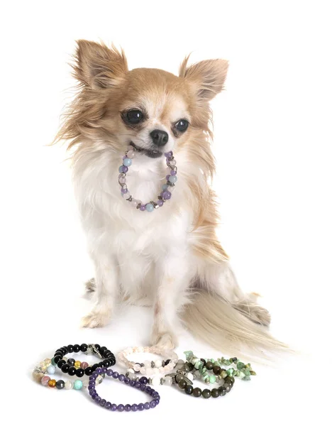Chihuahua a náramky z drahokamů — Stock fotografie
