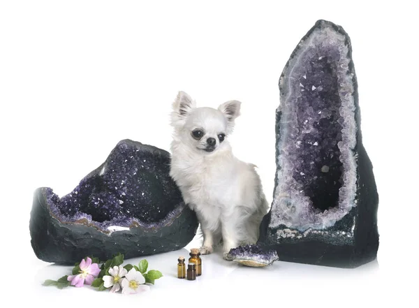 Chihuahua i Geode — Zdjęcie stockowe