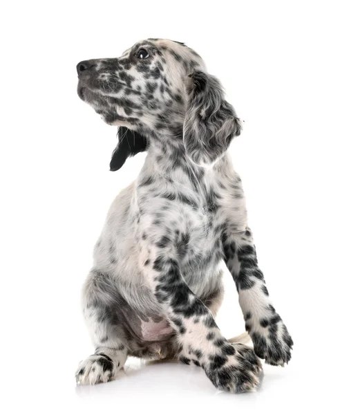 Welpen Englisch Setter — Stockfoto